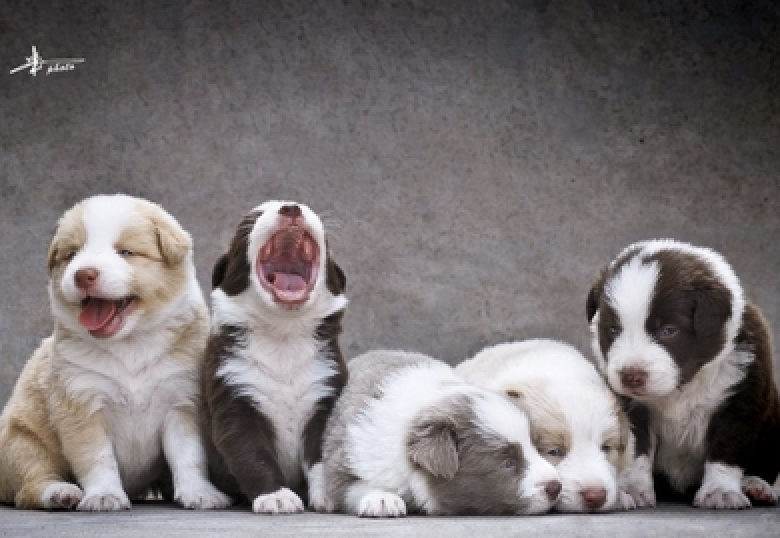 SCF: 深度学习之目标检测