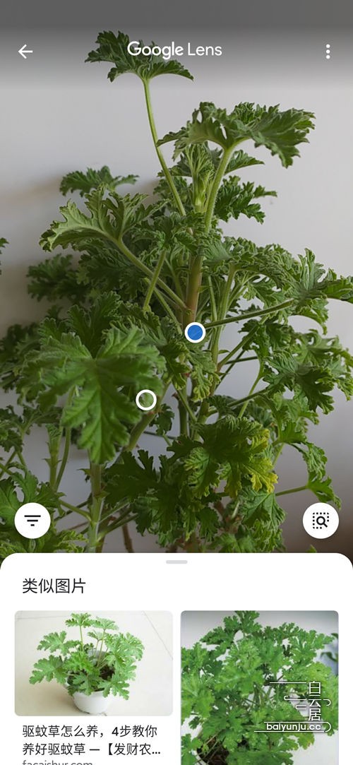 图片丨Google智能镜头,正确识别驱蚊草